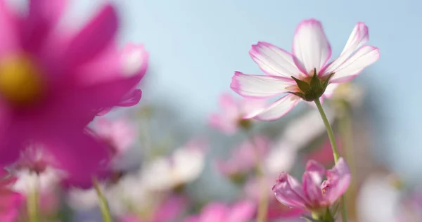 Schöner Kosmos Blumen Feld — Stockfoto