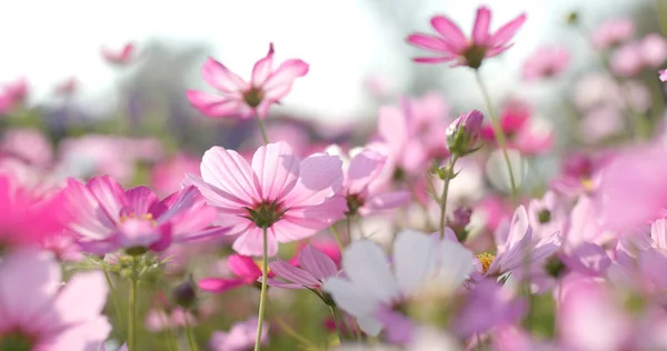 Schöner Kosmos Blumen Feld — Stockfoto