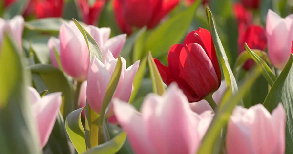 Colorful Tulip Flower Garden — Stock Photo, Image