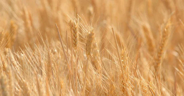 Golden Wheat Field Close — Stock Photo, Image
