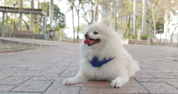 Güzel Pomeranian Köpek Sokak — Stok fotoğraf