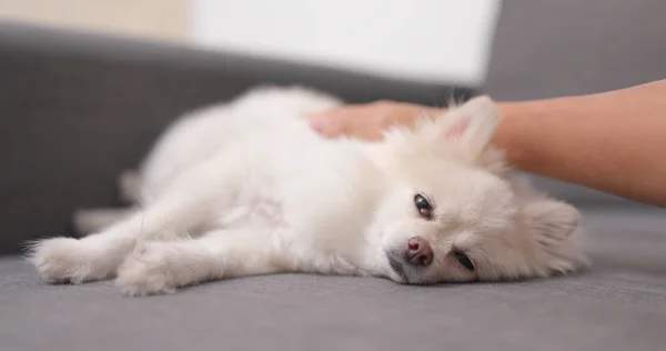 Pomeranian Köpek Kanepede Uyuyor — Stok fotoğraf