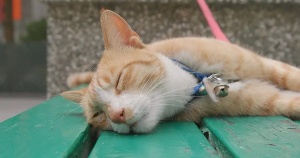 Lovely Cat Sleeping Street — Stock Photo, Image