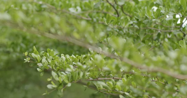 户外绿化植物树 — 图库照片