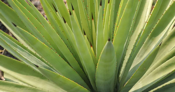 Green Agave Plant Close — Stock Photo, Image