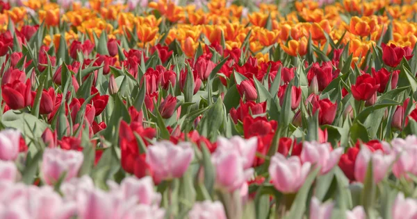 Beautiful Tulip Flower Park — Stock Photo, Image