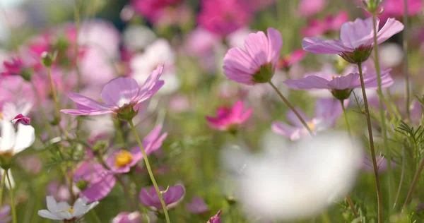 Schöner Kosmos Blumen Feld — Stockfoto