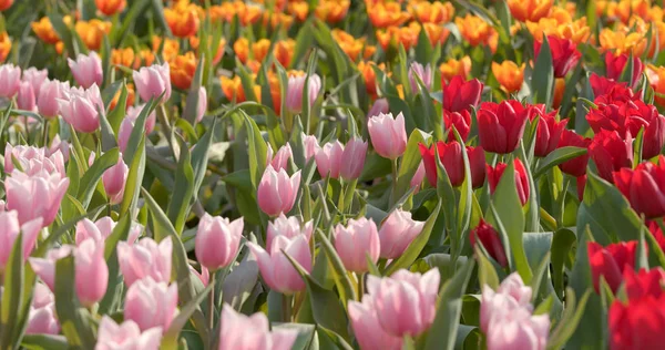 カラフルなチューリップの花の庭 — ストック写真