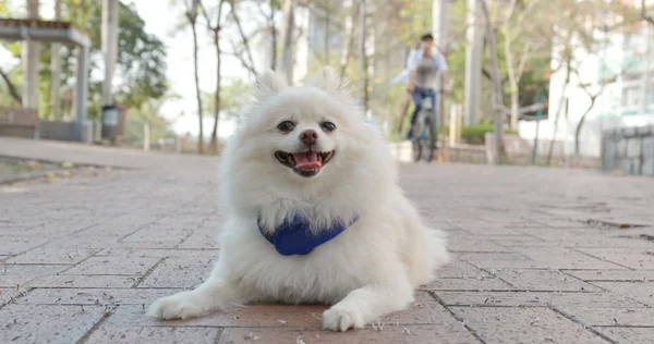 Lovely Pomeranian Anjing Luar Ruangan — Stok Foto