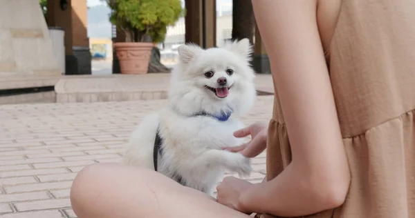 Anjing Pomeranian Memberikan Tangan Kepada Pemilik Hewan Peliharaan — Stok Foto