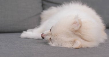 Beyaz köpek kanepede uyuyan Pomeranian 