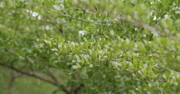 Groene Plant Boom Bij Buiten — Stockfoto