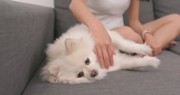 Toque Mulher Com Cão Pomerânia — Fotografia de Stock