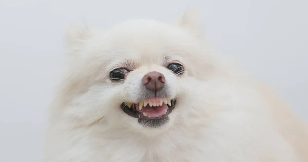 Vita Pomeranian Hund Känslan Arg — Stockfoto