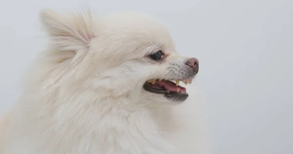 Blanco Pomeranian Perro Llegar Enojado —  Fotos de Stock