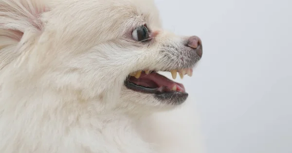 Поморська Білий Собака Злюся — стокове фото