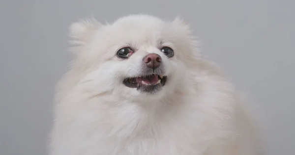 Branco Cão Pomerânia Sentindo Raiva Quer Latir — Fotografia de Stock