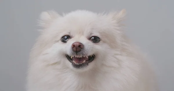 White Pomeranian Dog Getting Angry — Stock Photo, Image