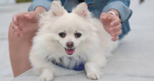 Kadın Köpeğini Açık Yönü Ile Oynarken — Stok fotoğraf