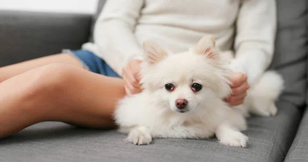 Mulher Massageando Seu Cão Casa — Fotografia de Stock