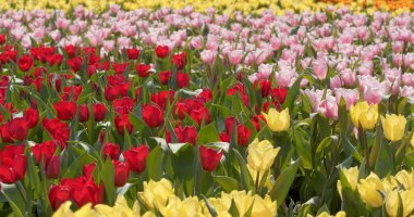 renkli Lale çiçek çiftliği 