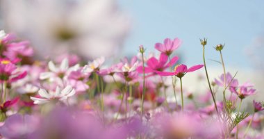 Cosmos çiçek alan yakın çekim
