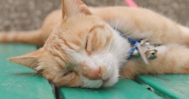 Sokakta uyuyan sevimli kedi 