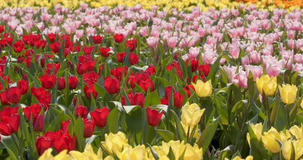 花の色鮮やかなチューリップの農場 — ストック写真