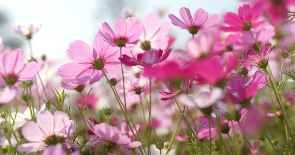 Cosmos Flower Field Close — Stock Photo, Image