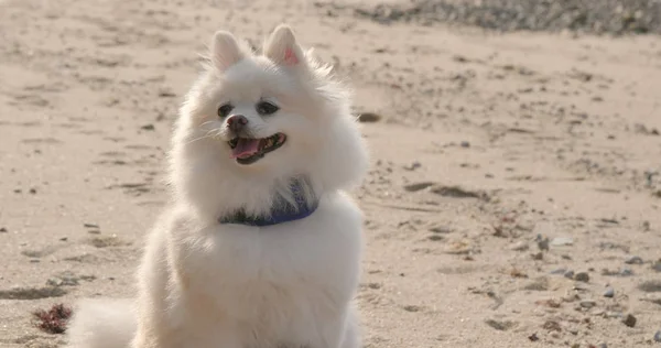 Pomeranian Σκύλος Που Βρίσκεται Στην Παραλία — Φωτογραφία Αρχείου