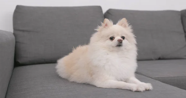 Anjing Pomeranian Duduk Sofa — Stok Foto