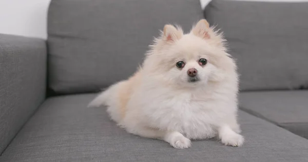 Anjing Pomeranian Duduk Sofa — Stok Foto