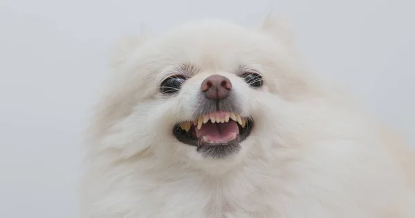 Chien Poméranien Blanc Sentent Colère — Photo