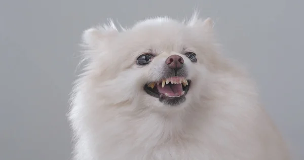Branco Cão Pomerânia Sentindo Raiva — Fotografia de Stock