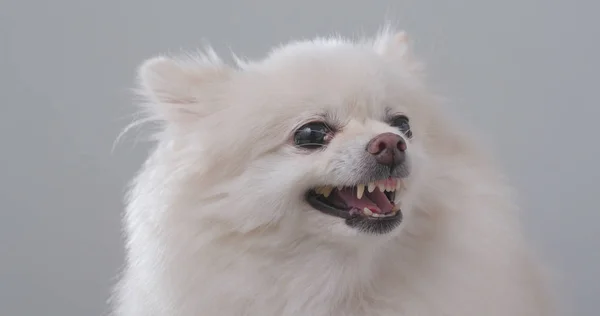 Perro Pomeraniano Blanco Enojado —  Fotos de Stock