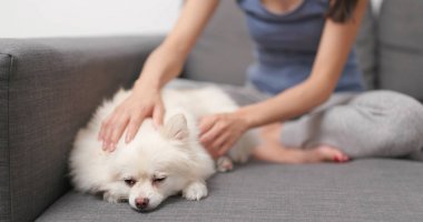 Onun köpeği dokunmaktan ve koltukta oturan kadın 