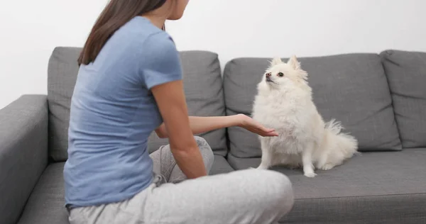 Frau Trainiert Ihren Hund — Stockfoto