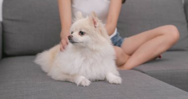 Pomeranian köpek evde beslenen hayvan sahip touch 