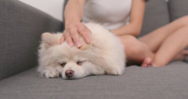 Pomeranian köpek evde beslenen hayvan sahip touch 