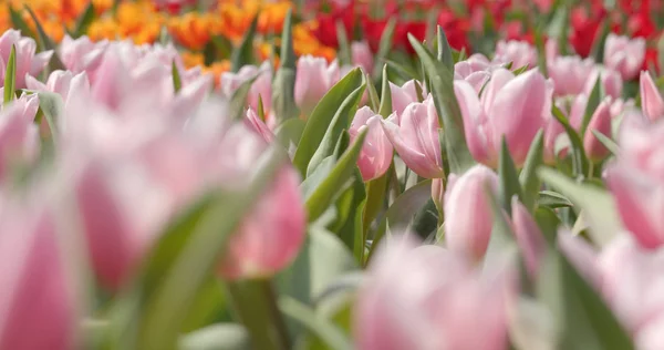 Colorful Tulip Flower Park — Stock Photo, Image