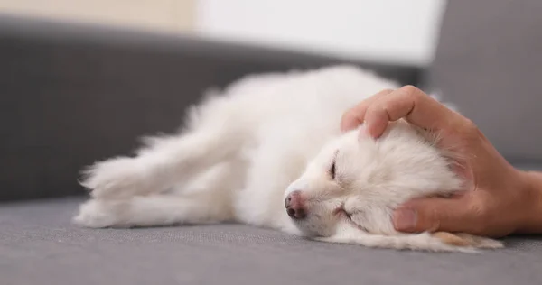 그것의 머리에 소유자 터치와 소파에 Pomeranian — 스톡 사진