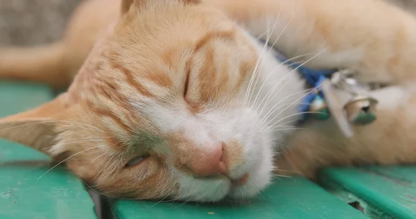 Calle Gato Durmiendo Aire Libre — Foto de Stock