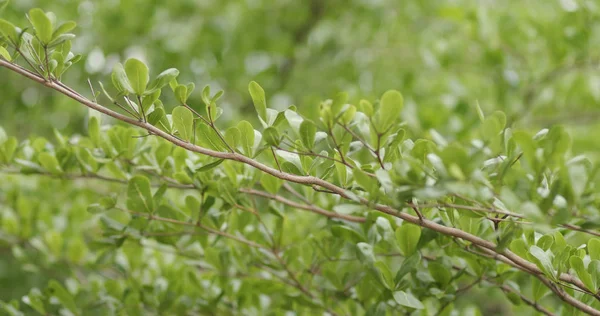 屋外の緑の植物ツリー — ストック写真
