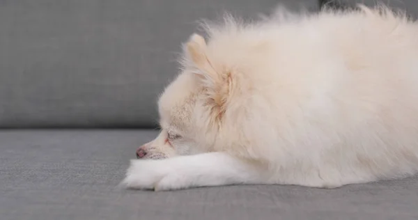 Weißer Pommernhund Schläft Auf Couch — Stockfoto