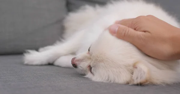 Pemilik Hewan Pet Bermain Dengan Anjing Pomeranian Rumah — Stok Foto