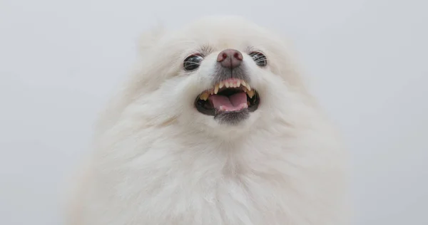 白ポメラニアン犬怒りを感じて — ストック写真