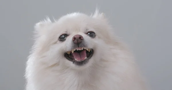 Witte Pommeren Hond Gevoel Boos — Stockfoto