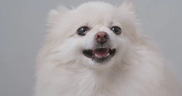 Cão Pomerano Branco Irritado — Fotografia de Stock