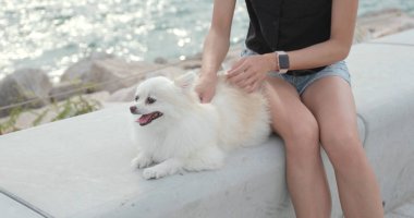 Evde beslenen hayvan sahip açık beyaz pomeranian köpek Masaj 