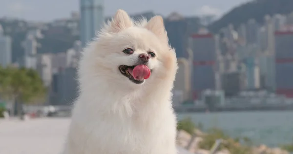 Carino Cane Pomerania Nella Città Hong Kong — Foto Stock